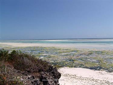 Beach walk, Zanzibar, DSC07378b